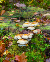 mushroom in the forest