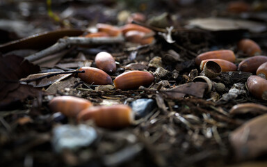 Fallen acorn