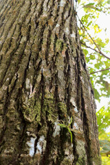 Dry tree bark texture and background. Nature concept 