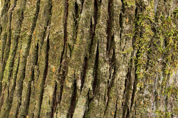 Dry tree bark texture and background. Nature concept 