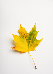 Fall maple leaf on white.