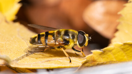 Myathropa florea - Flower Hoverfly - Éristale des fleurs - Syrphe des fleurs
