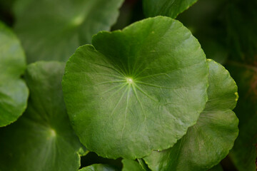 Fototapeta na wymiar Close-up view of water pennywort leaf at vegetable garden