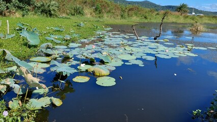 lotus flowers blooming in the pond design for summer concept