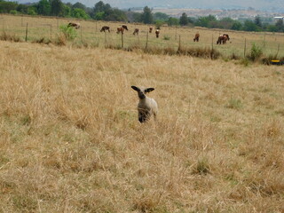Naklejka na ściany i meble An isolated Cute Hampshire Down Lamb sheep, walking in a dull brown and golden high grass field on a hot sunny day in Gauteng, South Africa , with a herd of cattle grazing in the far distance