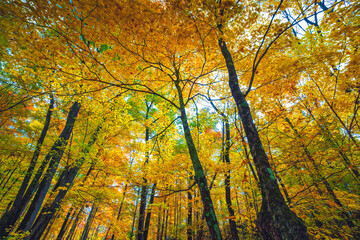 Fall and autumn colours of the natural environments and landscapes of Eastern Ontario Canada.  Featuring forest, lakes and majestic vistas of scenic locations.  