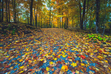 Fall and autumn colours of the natural environments and landscapes of Eastern Ontario Canada.  Featuring forest, lakes and majestic vistas of scenic locations.   - 538363538