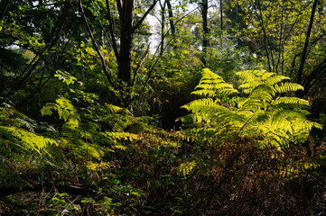 Pteridium aquilinum - Common Bracken - Fougère Aigle