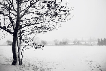 Winter tree in the field. Black and white landscape.
