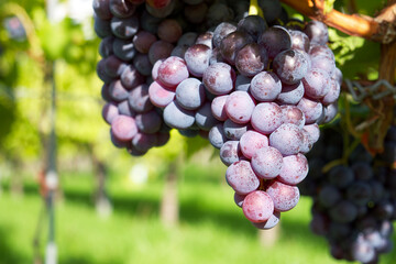 a bunch of purple grapes  in sunset rays on the background of a green vineyard