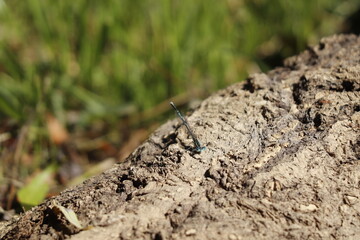 Demoiselle bleue