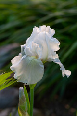 White iris flower on a green background on a sunny summer day macro photography. Blooming garden bearded iris with white petals closeup photo in summer