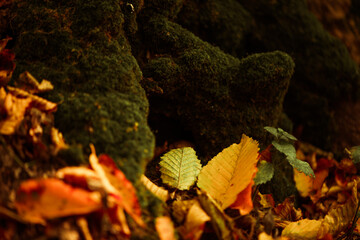 beautiful multicolor fall forest background with trees roots covered by  fallen leafs and green moss