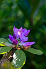 Blossom pink rhododendron flower on a summer sunny day macro photography. Garden flowering plant with lilac petals in summertime close-up photo.