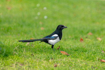 Selective focus of Eurasian magpie in its natural habitat, Ekster walking on green grass meadow, A resident breeding bird throughout the northern part of the Eurasian continent, Living out naturally.