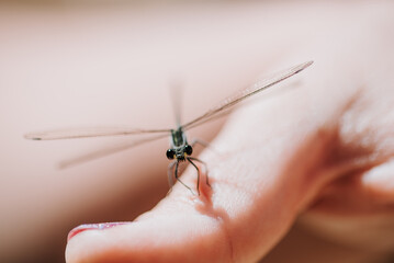 Dragonfly on a thumb