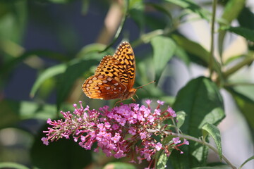 A great spangled fritillary butterfly enjoying buddleia flowers