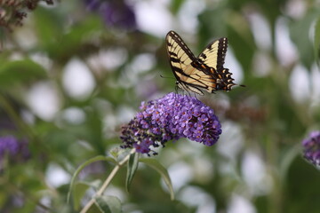 Eastern tiger swallowtail butterfly on purple buddleia flowers