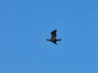 Fauna in Bellus reservoir, Valencia, Spain