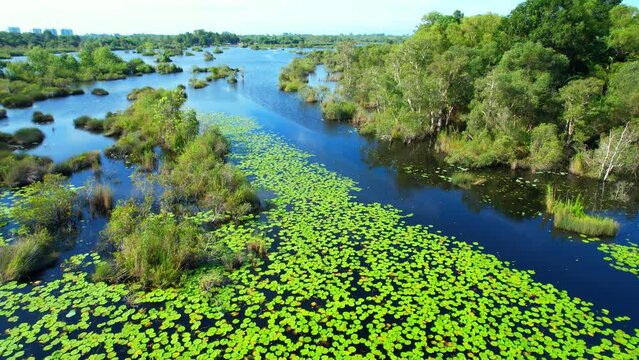 Aerial view footage of wetland landscapes and various aquatic plants. tropical rainforest environment.  Natural the texture for background. Rayong Botanical Garden, Rayong province, Thailand. 4K
