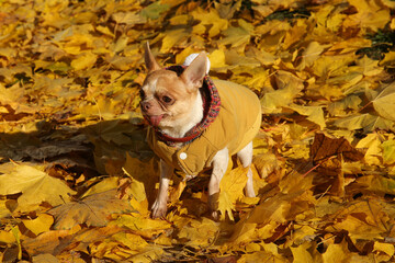 Chihuahua dog in the park on a walk, autumn, fallen maple leaves