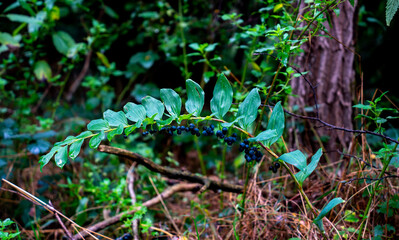 Close up of Eurasian solomon's seal with berries (Polygonatum multiflorum)
