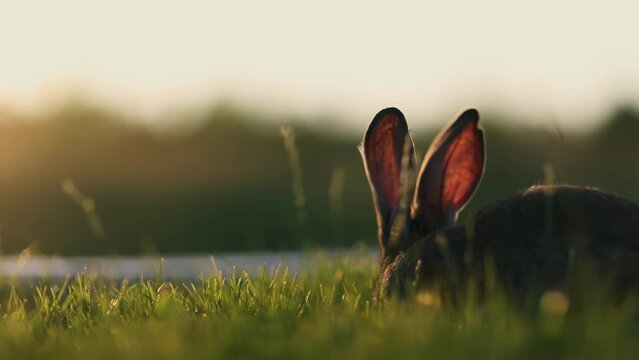 Year of the black rabbit, rabbits on a meadow, creamy bokeh, sunset or sunrise