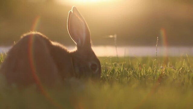 Rabbits on a meadow with creamy bokeh at sunset or sunrise