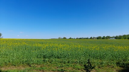 Fototapeta na wymiar A magnificent landscape of a field sown with rapeseed crops. blue sky, green grass with yellow flowers.