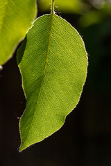 Green leaf of a garden plant in sunlight macro photography. The texture of a juicy leaf on a sunny summer day, close-up photo. Fresh greens with deep shadows in the springtime.