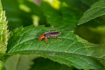 A soldier beetle sits on small white flowers macro photography in the summer. A flying bug sits on a flowering plant.