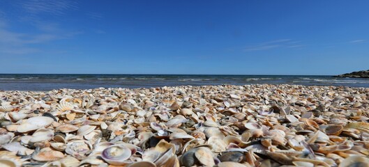 Fototapeta na wymiar seashells shells on the beach by the sea