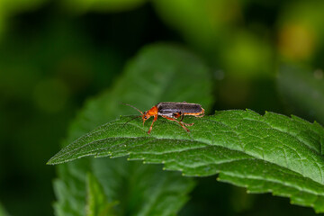 A soldier beetle sits on small white flowers macro photography in the summer. A flying bug sits on a flowering plant.