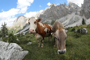 Fototapeta na wymiar Grazing cows graze the mountain grass free to graze in the every meadows