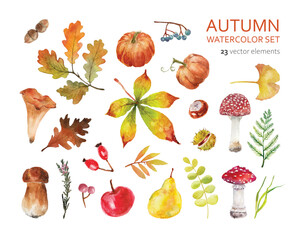 Autumn collection of watercolor drawings. Set of vector autumn fruits and plants. A set of watercolor drawings of amanita mushrooms, porcini mushrooms, autumn leaves, apples, pears, ginkgo, oak leaves