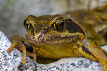 common frog or grass frog (Rana temporaria), also known as the European common frog, European...