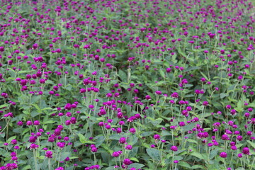 베트남에서 보는 꽃들