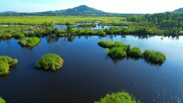 Aerial view footage of wetland landscapes and various aquatic plants. tropical rainforest environment.  Natural the texture for background. Rayong Botanical Garden, Rayong province, Thailand. 4K
