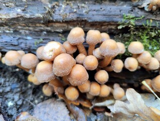 Honey fungus mushrooms in the forest