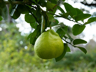 枝の大実レモン