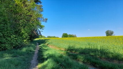 landscape of a field sown with rapeseed on the edge of the forest. blue beautiful sky, green grass and shrubs. Photo of a dirt road through a field of yellow oilseed rape in spring