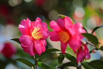 冬の寒空に咲く