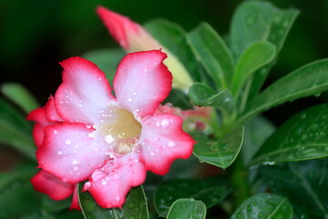 Obraz premium Raindrops on leaves and flowers