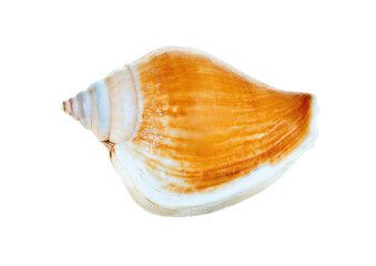 Seashell