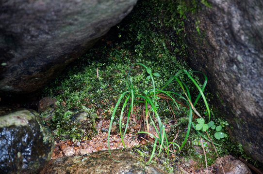 A Small Scene Of Wildness In Tianmu Mountain, Zhejiang