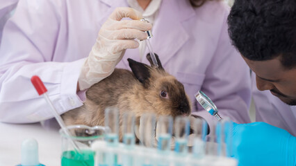 Scientist or pharmacist do research chemical ingredients test on animal in laboratory. rabbit in...