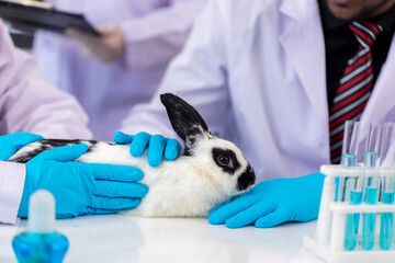 Scientist or pharmacist do research chemical ingredients test on animal in laboratory. rabbit in scientific lab experiment.