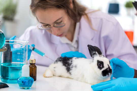 Scientist or pharmacist do research chemical ingredients test on animal in laboratory. rabbit in scientific lab experiment.