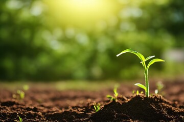 Concept of growing plants