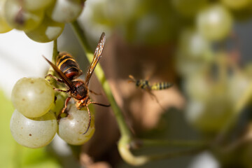 Closeup of insects feeding on fruit, hornet and wasp, vespa crabro
